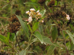 Stevia lucida