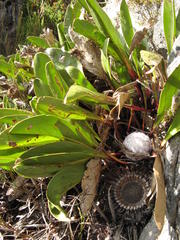 Protea pruinosa