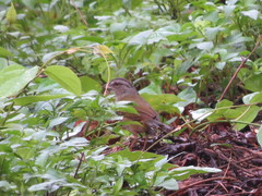 Arremonops chloronotus