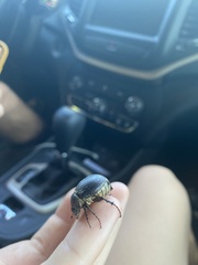 Phyllophaga lanceolata