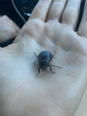 Phyllophaga lanceolata