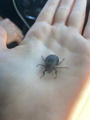 Phyllophaga lanceolata