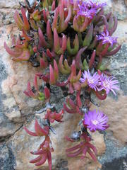 Ruschia altigena