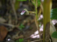 Elettaria cardamomum