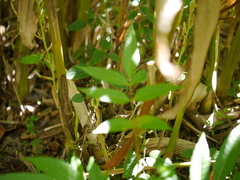 Elettaria cardamomum