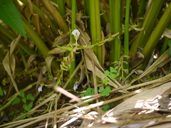 Elettaria cardamomum