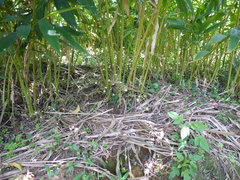 Elettaria cardamomum