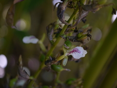 Elettaria cardamomum