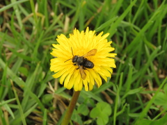 Megachile amparo