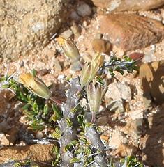 Monsonia salmoniflora