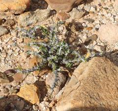 Monsonia salmoniflora