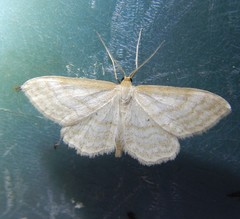 Idaea macilentaria