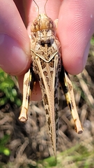 Hippiscus ocelote