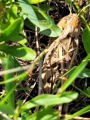 Hippiscus ocelote