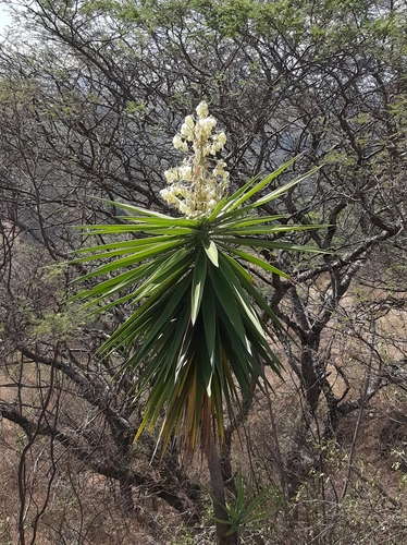 Yucca gigantea image