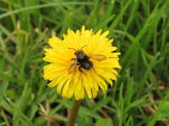 Megachile amparo