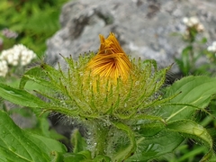 Inula hookeri