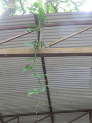 Psiguria warscewiczii