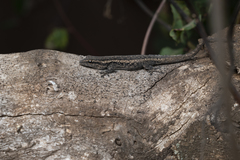 Lygodactylus capensis