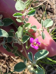 Phemeranthus parviflorus