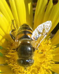 Eristalinus modestus