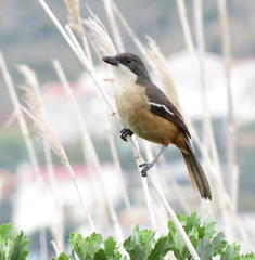 Laniarius ferrugineus ferrugineus