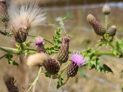 Cirsium arvense