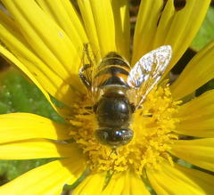 Eristalinus modestus