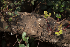 Lygodactylus capensis