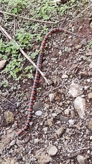 Lampropeltis polyzona
