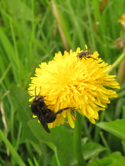 Bombus pauloensis