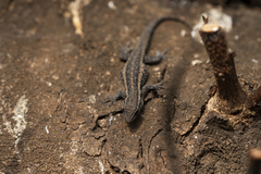 Lygodactylus capensis