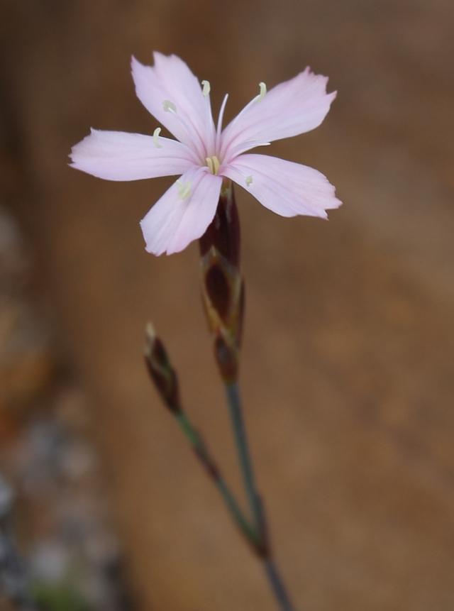 Thunberg's Wild Pink
