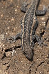 Lygodactylus capensis