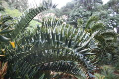 Encephalartos latifrons