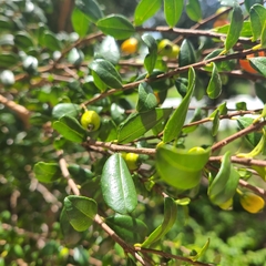 Myrcianthes fragrans