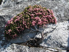 Erica lignosa