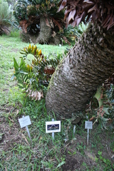 Encephalartos latifrons