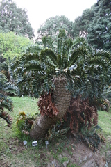 Encephalartos latifrons