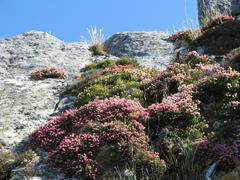 Erica lignosa