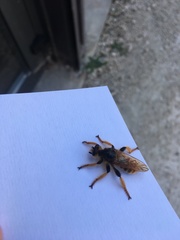 Pogonosoma maroccanum