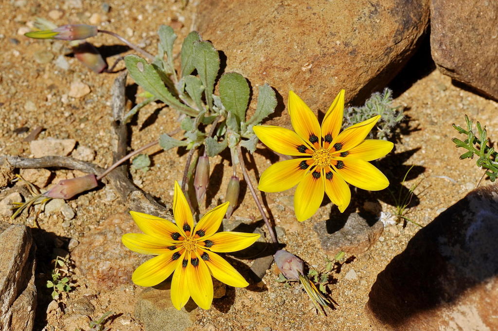 Yellow Gazania