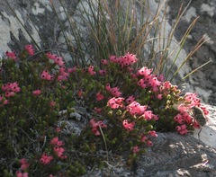 Erica lignosa