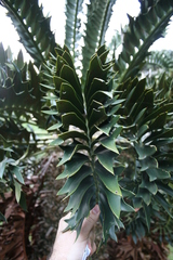 Encephalartos latifrons