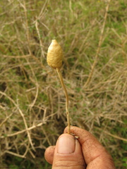 Leratiomyces cucullatus