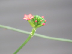 Psiguria warscewiczii