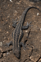 Lygodactylus capensis