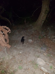 Trichosurus vulpecula fuliginosus