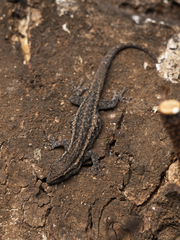 Lygodactylus capensis