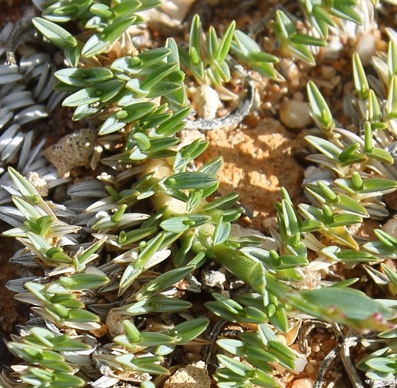 Eragrostis bergiana